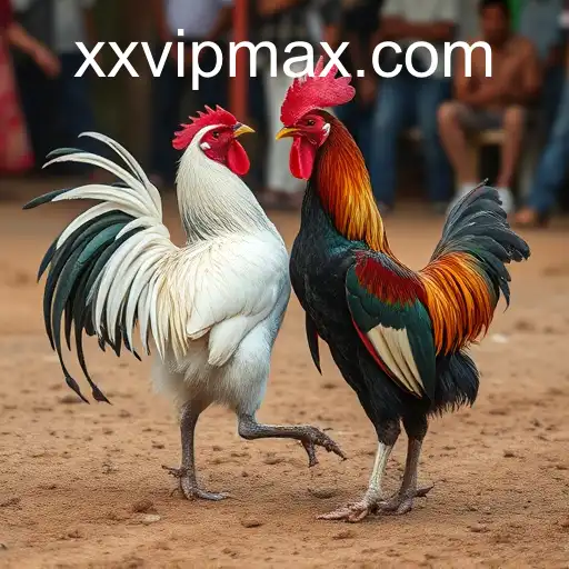 The Controversial World of Rinha de Galos: Tradition, Ethics, and the Underground Scene